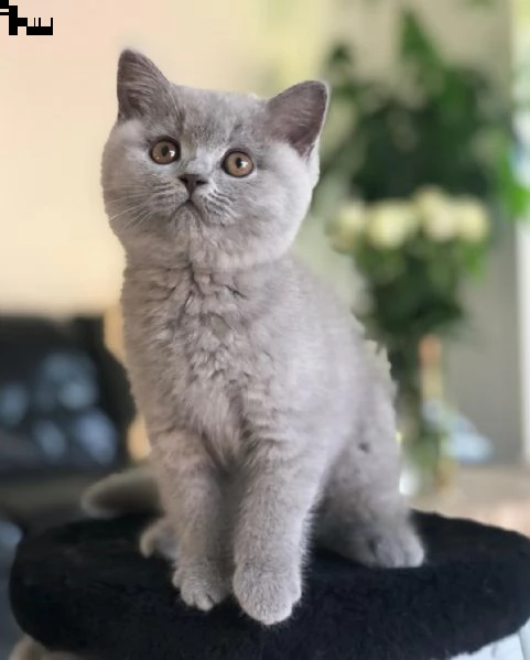 british shorthair | Foto 1