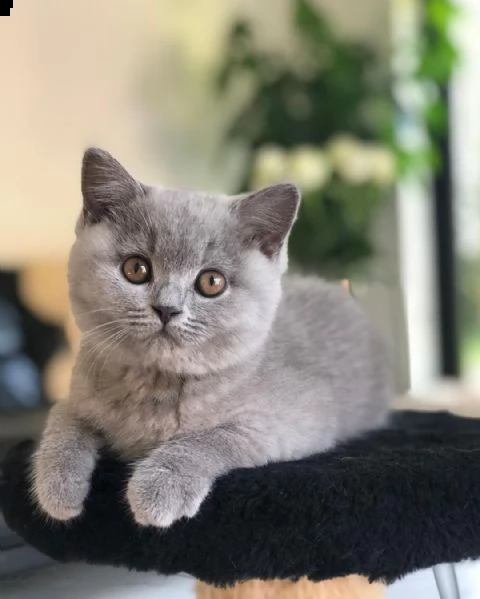 british shorthair