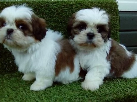 adorabili cuccioli shih tzu maschi e femmine abbiamo 2 cuccioli 