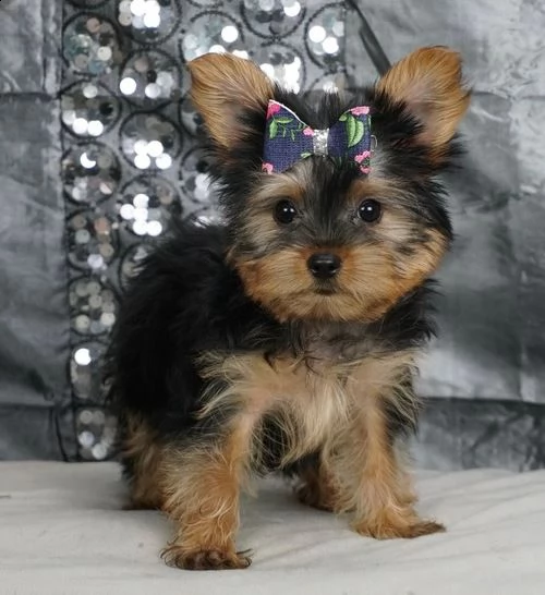 cuccioli di yorkshire terrier in miniatura    whatsapp: +14056331760