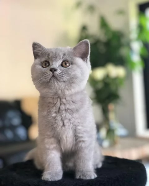 british shorthair  | Foto 4