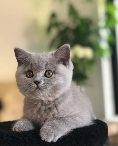 british shorthair  | Foto 3