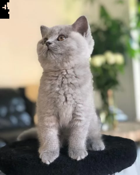 british shorthair  | Foto 1