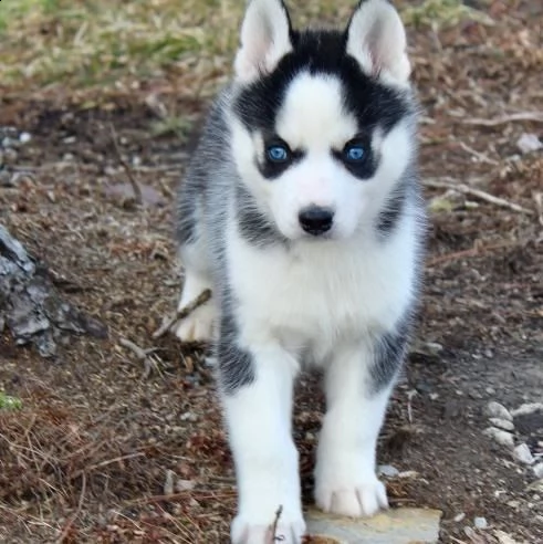2 !!!! 1 siberian husky in bianco / nero