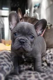 bouledogue francese bellissimo cucciolo in vendita | Foto 0