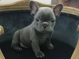bouledogue francese bellissimo cucciolo in vendita