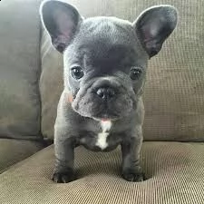 cuccioli di bouledogue francese | Foto 0