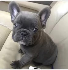 cuccioli di bouledogue francese