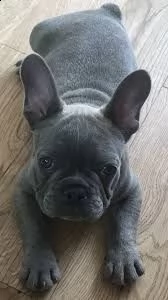 cuccioli di bulldog francese | Foto 0