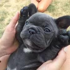 cuccioli di bulldog francese