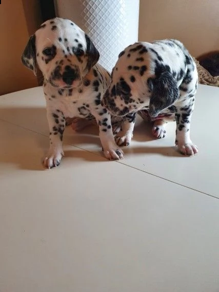 cuccioli dalmata | Foto 0