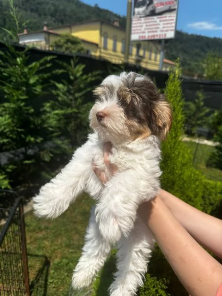 Cuccioli Yorkshire Biewer  | Foto 3