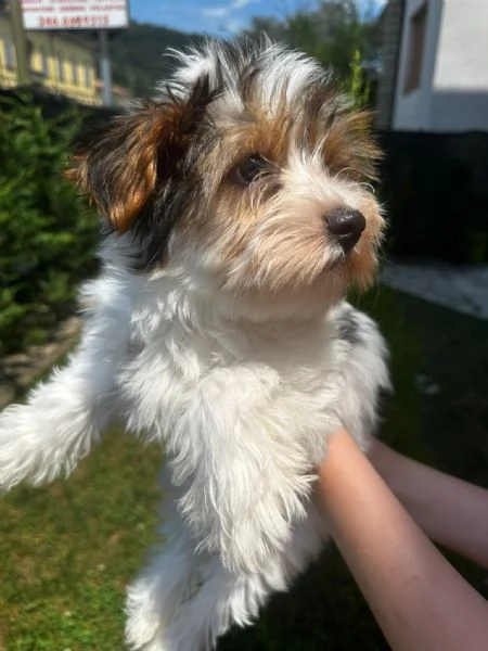 Cuccioli Yorkshire Biewer  | Foto 2