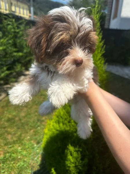 Cuccioli Yorkshire Biewer  | Foto 1