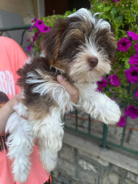 Cuccioli Yorkshire Biewer 