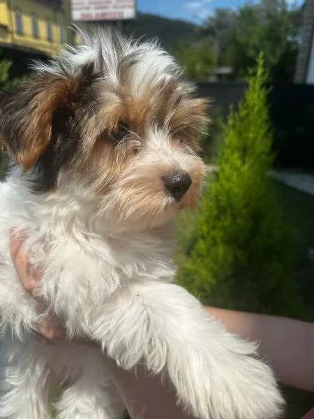 Cuccioli Yorkshire Biewer  | Foto 0
