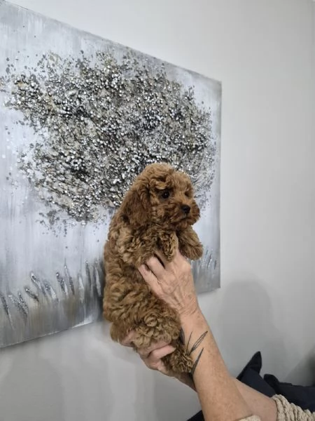 Cuccioli Barboncino Toy | Foto 4
