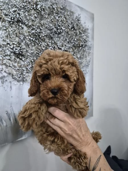 Cuccioli Barboncino Toy