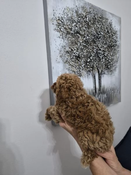 Cuccioli Barboncino Toy | Foto 3