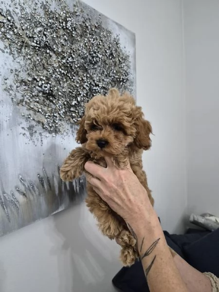 Cuccioli Barboncino Toy | Foto 1