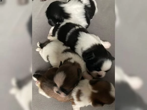 shihtzu cuccioli tricolore
