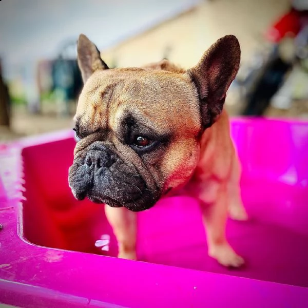 regalo bulldog francese