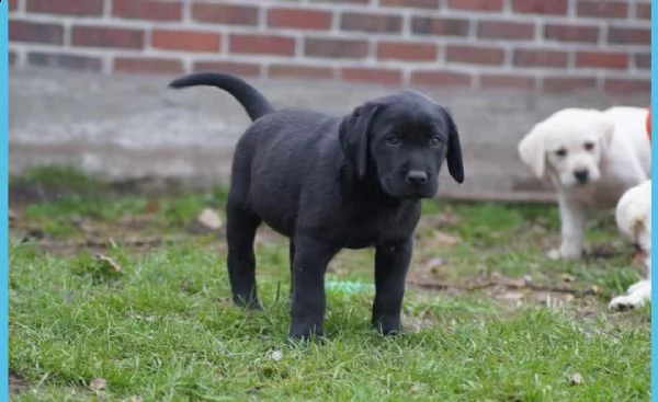  labrador chocolate miele e neri !