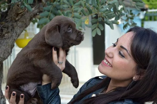 meravigliosi cucciolaa di labrador chocolate