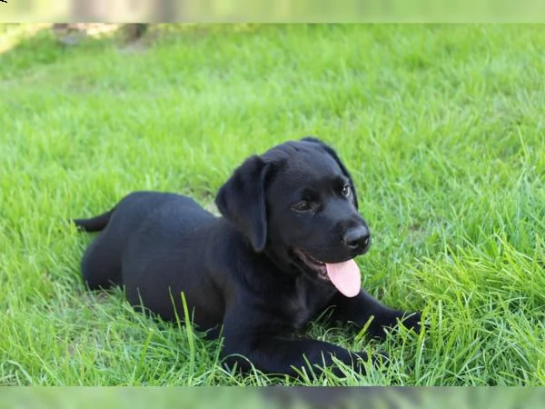 labrador chocolate miele e neri