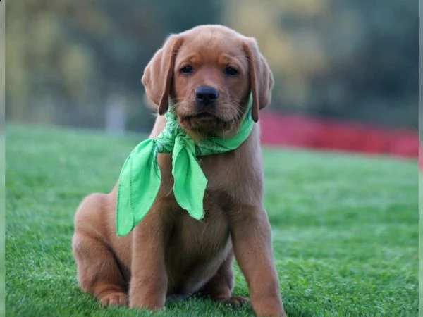 (tre) labrador chocolate miele e neri )))