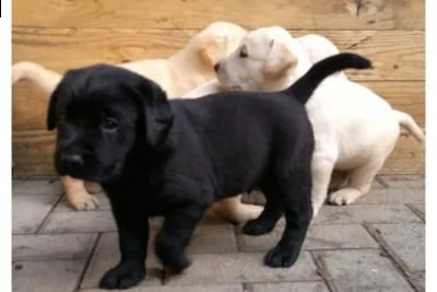 (tre) labrador chocolate miele e neri )))
