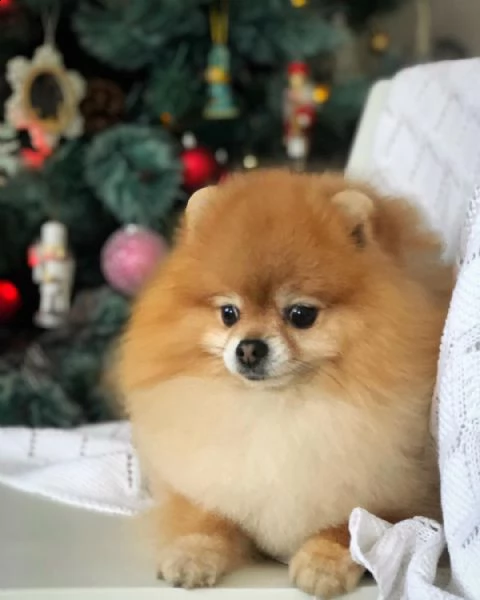 regalo maltese