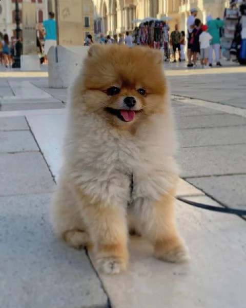 regalo maltese | Foto 0
