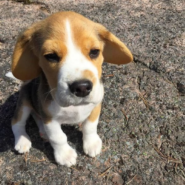 cucciolo di beagle