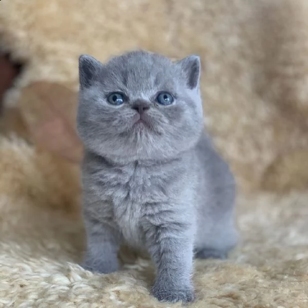 british shorthair | Foto 3