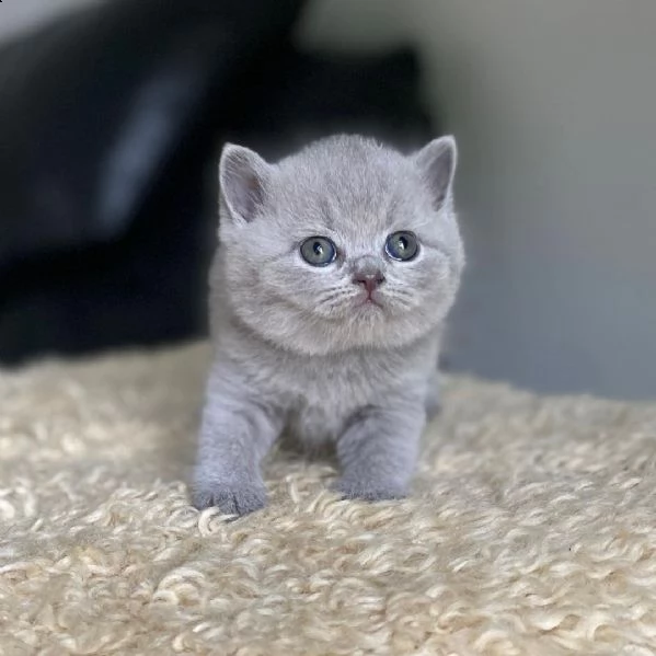 british shorthair