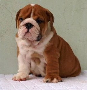 vendita cuccioli bulldog inglese disponibili