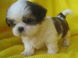 cuccioli di shih tzu maschi e femmine.