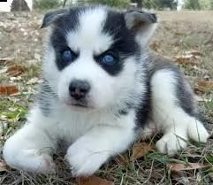 cuccioli di husky siberiano carino e adorabile in vendita