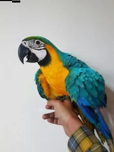 pappagallo ara in vendita
