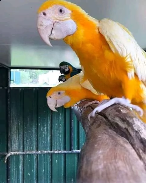 contatta +17146943649   pappagalli ara:   prezzi trattabili .......   pet alleva tutti gli ara .....