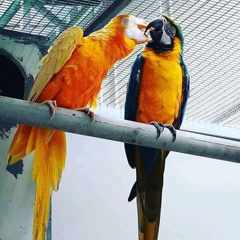 adorabile macaw vaccinato verme e avere documenti