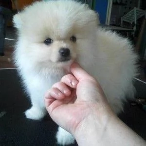 2 cuccioli di pomerania disponibili ..