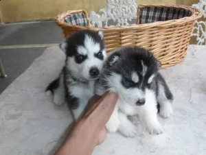 cuccioli di siberian husky in vendita