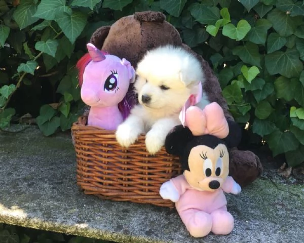 (cucciole di samoiedo)