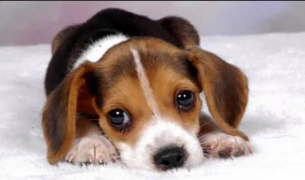     regalo cuccioli di beagle