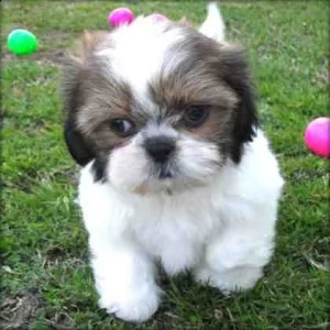 2 bellissimi cuccioli shih tzu maschi e femmine in vendita.