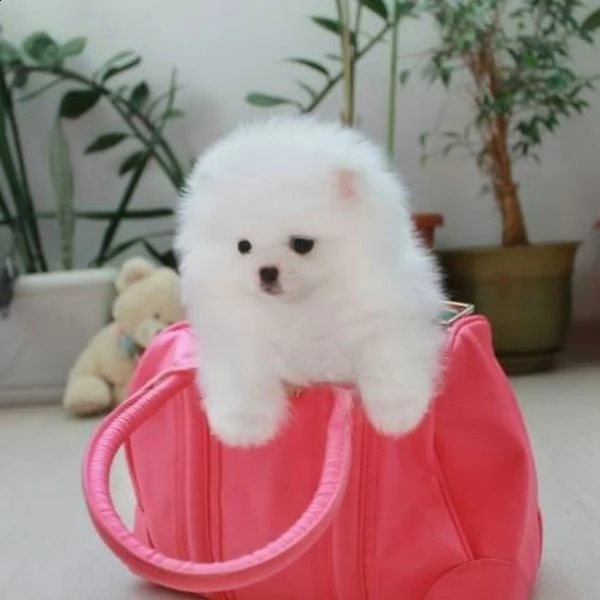 mini tazza da tè dei cuccioli di pomerania 