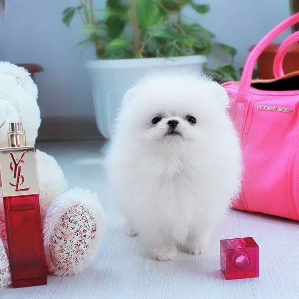 mini tazza da tè dei cuccioli di pomerania  | Foto 0