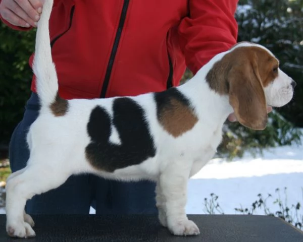 cucciolo di beagle con pedigree e test genetici